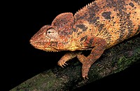 Oustalet´s Chameleon, chamaeleo oustaleti, standing on Branch against Black Background.
