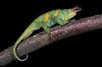 Jackson´s Chameleon, chamaeleo jacksoni, Male standing on Branch.