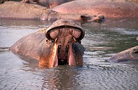 Hippopotamus, hippopotamus amphibius, Adult standing in Lake, Opening Mouth, Virunga Park in Congo.