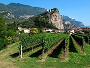 Castello di Arco, Ruins, Vineyards, Arco di Trento, Trentino, Italy