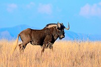 Black wildebeest or White-tailed gnu (Connochaetes gnou), adult male, walking in dry grass, Mountain Zebra National Park, Eastern Cape, South Africa, ...