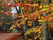 Autumn beech forest (Fagus sylvatica) on a foggy and rainy afternoon at Montseny Natural Park. Barcelona province, Catalonia, Spain.