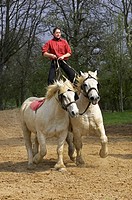 Percheron Draft Horses, a French Breed, Training for Equestrian Show, Normandy.