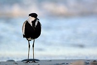Spur-winged Lapwing or Spur-winged Plover Vanellus spinosus, Crete