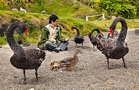 Korean tourist makes friends with black swans and duck with ducklings, Lake Taupo, North Island, New Zealand.