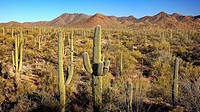 Landscape of Saguaro Cactus at Saguaro National Park in Arizona.