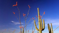Saguaro Cactus and Ocotillo with colorful blooms in Saguaro National Park.