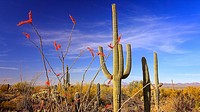 Ocotillo with bright red blooms and Saguaro Cactus in Saguaro National Park.