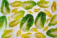 Romana Salad Leaves.