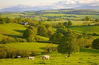 Eden Valley. Sheep grazing. Rural evening scene. Ainstable, Cumbria, England, United Kingdom.