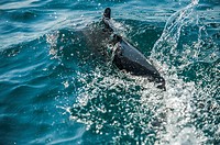 """"" Dolphin"" (Tursiops truncates),The ancient Greeks believed these dolphins would save people from drowning and protect them from sharks; it is tr...