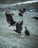 """""Black Vulture"" (Coragyps atratus), Thereby, a dead body can literally disappear within few days (this process happens a lot faster in the tropic...