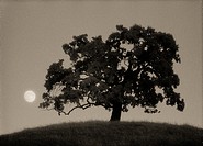 Oak tree on hill with rising full moon, Diablo Foothills Regional Park, Contra Costa County, CA, USA, shot on Kodak infrared film.