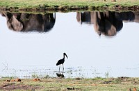 African Open-bill Stork (Anastomus lamelligerus), Chobe National Park, Botswana.