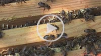 removal of frames before honey extraction