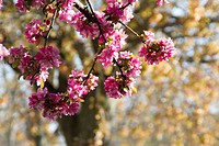 blossoming crabapple tree with out-of-focus tree and new spring foliage in background, Bloomington, Indiana.