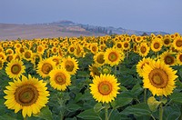 Field of Sunflowers, San Giovanni d´Asso, Tuscany, Italy