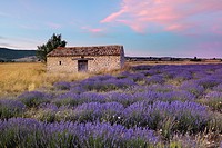 Stone house in Lavendelfeld, Lavender (Lavendula augustifolia), Sault, Plateau de Vaucluse, Alpes-de-Haute-Provence, Provence-Alpes-Cote d´Azur, Prove...