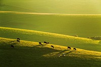 Spring evening on the South Downs near Brighton, East Sussex, England.