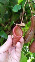 Nepenthes sp, also known as tropical pitcher plants or monkey cups, is a genus of carnivorous plants in the monotypic family Nepenthaceae. Species usu...