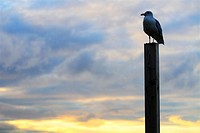 seagull standing on a pole in English Bay, Vancouver Canada.