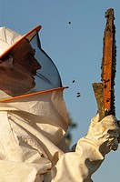 Beekeeper working with hives. Zafra, Badajoz province, Extremadura, Spain