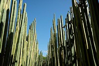 cactus, botanical garden, oaxaca, Mexico