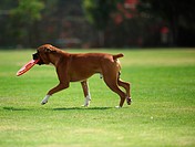 dog, boxer, frisbee, Park