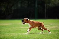 dog, boxer, frisbee, Park, running, Playing