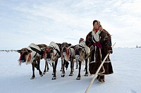 Ekaterina Yaptik, Nenets woman leading train of Reindeer (Rangifer tarandus) sleds on her spring migration in the tundra, her child is sitting in the ...