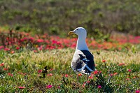 Sea gull on Anacapa Island during breeding season.