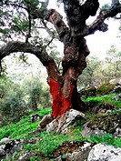 Cork oak, Cáceres, Extremadura, Spain