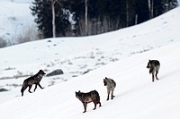 Gray Wolf (Canis lupus) pack communicating in snow on mountainridge, Lamar valley, Yellowstone national par, Wyoming Montana, USA.