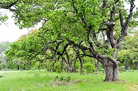 Live oaks along SR 29 in Burnet County Texas.