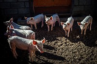 Pigs in the Neudamm farm, Namibia. There are 100 pigs in the farm. Health, growth and behavior of the animals are supervised by students of the Animal...