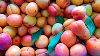 Albarillo, seasonal fruit, miajadas, Extremadura, Caceres, Spain