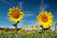 Sunflowers (Helianthus), Field of thousands of sunflowers on the vast plain of the lands of Cuenca. Spain.