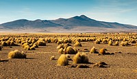 Landscape high (puna) with pajonal (Stipa ichu) in Sajama National Park, on the border with Chile. Department of Oruro. Bolivia. South America.