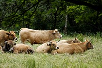 Herd of Aubrac cows in a field, Weatland, Isere, Auvergne Rhone Alpes, Chartreuse, France, Europe.