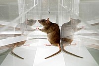 Laboratory Rat in psychology experiment, glass maze.