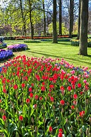 Beautiful blooming flowers in the famous Keukenhof (Keukenhof Gardens), The Netherlands, Europe