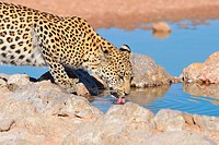 Leopard (Panthera pardus), drinking water, Kgalagadi Transfrontier Park, Northern Cape, South Africa, Africa.