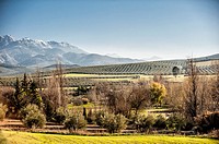 View of olive fields near Cazorla in western slope of Cazorla mountain range in Sierras de Cazorla, Segura y las Villas Natural Park (Jaén Province, A...