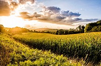 Sunset over corn fields near Kerbolé (department of Finistère, region of Bretagne, France).