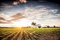 Sunset over a tiger nut field with an Alqueria near Almassera (province of Valencia, Valencian Community, Spain). Alqueria is a traditional house of l...
