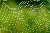 Spider web. Extremadura. Spain.