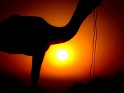 The sun sets through the figure of the camel in the Thar desert, India.