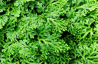 Martens spikemoss or variegated spikemoss (Selaginella martensii) is a lycophyte native to Mexico and Central America. It is grown as an ornamental pl...