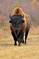 Wood bison/buffalo (Bison bison athabascae) Roadside bull in autumn, Behchoko, Northwest Territories, Canada.