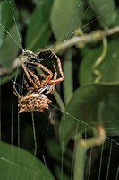 Arrow-shaped Micrathena (Micrathena gracilis) Spider Ensnaring Small Black Wasp. Corolla, Currituck County, Outer Banks, North Carolina USA.